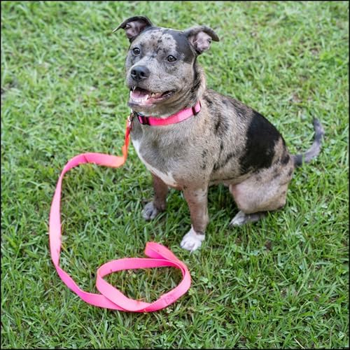 Country Brook Petz - Everyday Nylon Dog Collar for Large, Medium, and Small Dogs and Puppies - for Everyday Use in 30+ Colors (Extra Large, 1 Inch Wide, Hot Pink)