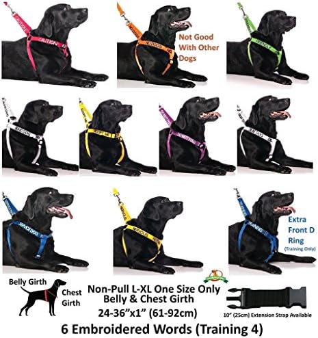 NO Dogs Orange Color Coded 2 4 6 Foot Padded Dog Leash (Not Good with Other Dogs) Prevents Accidents by Warning Others of Your Dog in Advance (6 Foot Leash)
