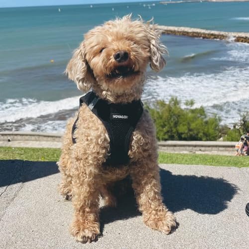 Best Pet Supplies Voyager Step-in Air Harness - All Weather Mesh, Reflective, No Pull Harness for Dogs, Cats - Secure with Hook & Loop Fastener, Buckle, Double D-Rings - Black/Black Trim, L