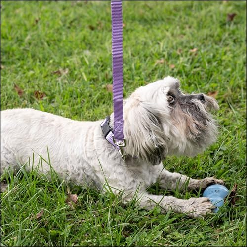Country Brook Petz - Everyday Nylon Dog Collar for Large, Medium, and Small Dogs and Puppies - for Everyday Use in 30+ Colors (Medium, 3/4 Inch Wide, Lavender)