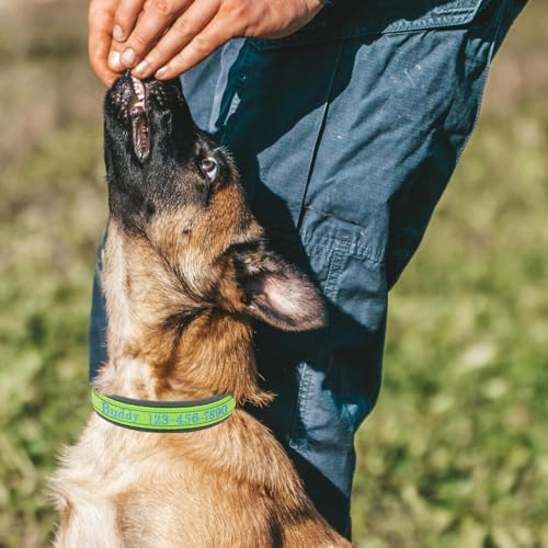 Personalized Nylon Dog Collar with Embroidered Name & Number