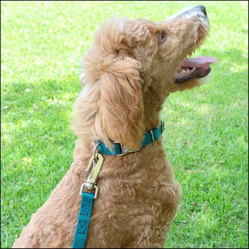 Country Brook Petz - Premium Nylon Dog Collar with Metal Buckle for Small Medium Large Breeds - 30+ Colors (Medium, 3/4 Inch, Teal)