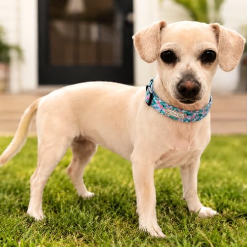 Lucky Love Dog Collar for Medium Dogs Cute Adjustable – Mariposa, Medium