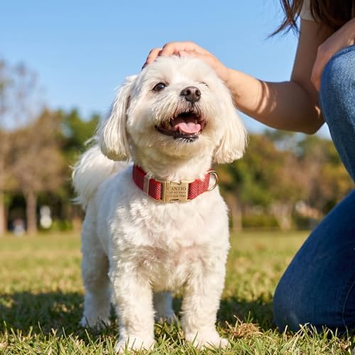 Custom Dog Collar with Name and Phone Number