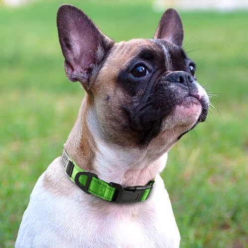 Joytale Personalized Dog Collar with Name Plate Built-in for Small Dogs