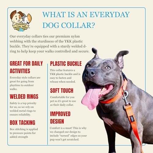Country Brook Petz - Everyday Nylon Dog Collar for Large, Medium, and Small Dogs and Puppies - for Everyday Use in 30+ Colors (Large, 1 Inch Wide, Neon Orange)