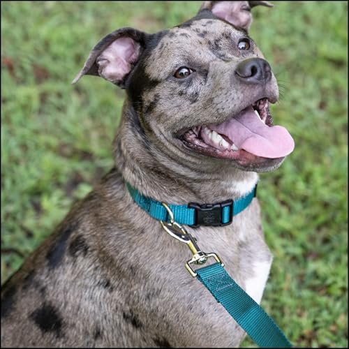 Country Brook Petz - Everyday Nylon Dog Collar for Large, Medium, and Small Dogs and Puppies - for Everyday Use in 30+ Colors (3XS, 3/8 Inch Wide, Teal)
