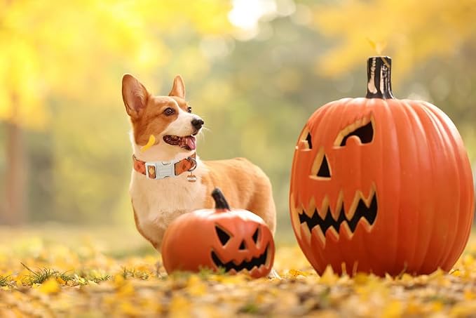 DOGWONG Fall Orange Plaid Dog Collar- Cute Designer Fall Autumn Thanksgiving Checkered Dog Collars Adjustable Halloween Dog Collar for Small Medium Large Dogs XL