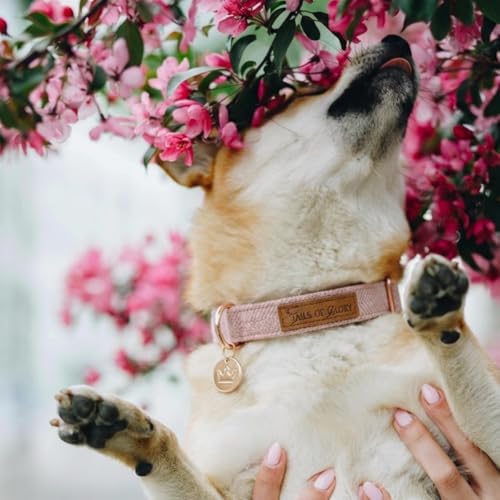 – Luxury 3-Piece Dog Walking Set – Adjustable Collar, 150 cm Leash, Poo Bag Holder – English Tweed & Soft Velvet – Elegant, Comfortable & Practical – 3 Colors