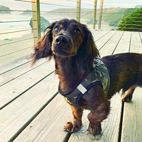 EcoBark Step in Dog Harness - Eco-Friendly Dog Harnesses for Small and Medium Breed Dogs - Reflective and Adjustable Body Halter Vest - Soft Mesh Toy Breed Harness (Camo, Large)
