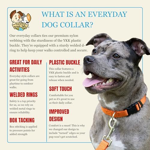 Country Brook Petz - Everyday Nylon Dog Collar for Large, Medium, and Small Dogs and Puppies - for Everyday Use in 30+ Colors (Extra Large, 1 Inch Wide, Orange)