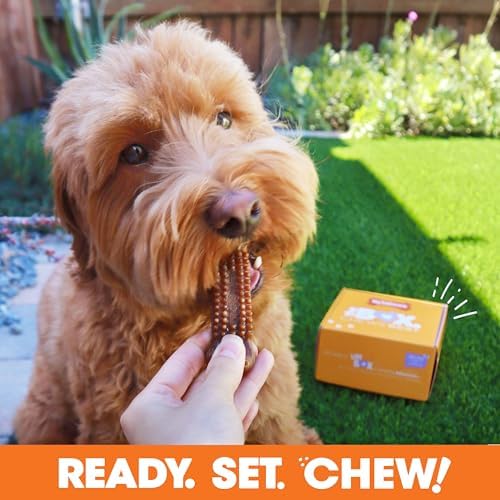 Nylabone Dog Gift Box, Strong Chew Toys & Treat, Small, 4 Count