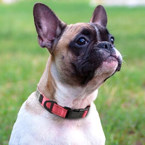 Joytale Personalized Dog Collar with Name Plate Built-in for Small Dogs