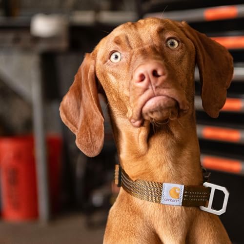 Carhartt Fully Adjustable Nylon Webbing Collars for Dogs, Reflective Stitching for Visibility, Black (Nylon Webbing), Large