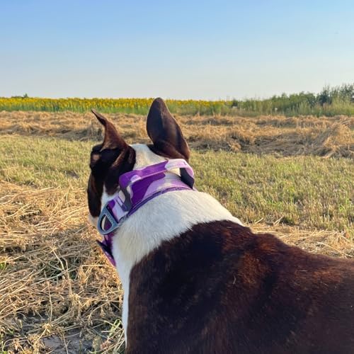 ADITYNA Heavy Duty Dog Collar for Extra-Large Dogs with Traffic Handle