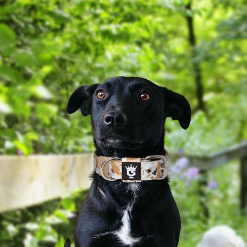 TSPRO Heavy Duty Thick Dog Collar with Metal Buckle for Small Dogs