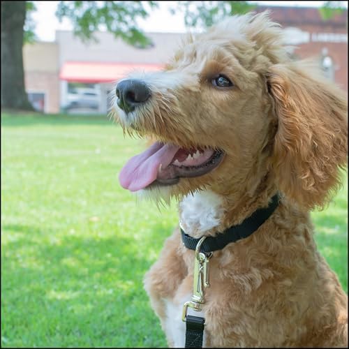 Country Brook Petz - Everyday Nylon Dog Collar for Large, Medium, and Small Dogs and Puppies - for Everyday Use in 30+ Colors (Large, 1 Inch Wide, Black)