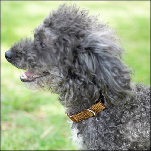 Country Brook Petz - Everyday Nylon Dog Collar for Large, Medium, and Small Dogs and Puppies - for Everyday Use in 30+ Colors (Small, 3/4 Inch Wide, Coyote Tan)