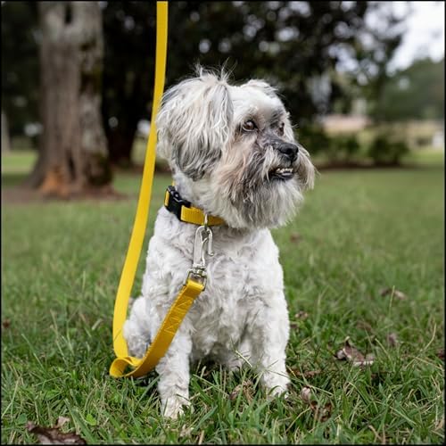 Country Brook Petz - Everyday Nylon Dog Collar for Large, Medium, and Small Dogs and Puppies - for Everyday Use in 30+ Colors (Extra Large, 1 Inch Wide, Yellow)