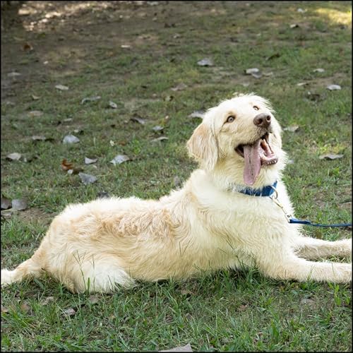Country Brook Petz - Everyday Nylon Dog Collar for Large, Medium, and Small Dogs and Puppies - for Everyday Use in 30+ Colors (Large, 1 Inch Wide, Royal Blue)
