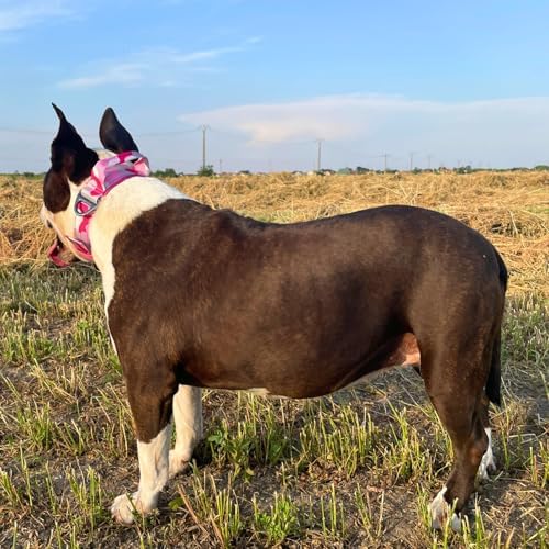 ADITYNA Heavy Duty Girl Dog Collar for Large Dogs with Traffic Handle