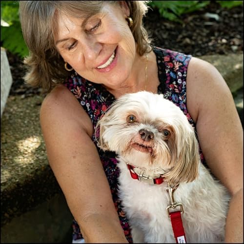 Country Brook Petz - Premium Nylon Dog Collar with Metal Buckle for Small Medium Large Breeds - 30+ Colors (Extra Large, 1 Inch, Red)