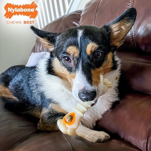 Nylabone Power Chew Knuckle Bone & Pop-in Dog Treat Toy & 30 Treat Refills