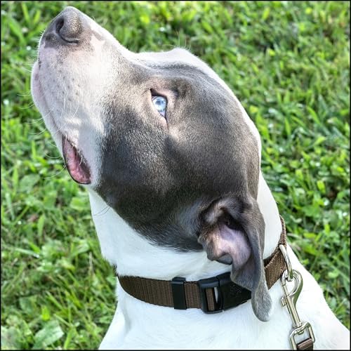 Country Brook Petz - Everyday Nylon Dog Collar for Large, Medium, and Small Dogs and Puppies - for Everyday Use in 30+ Colors (Large, 1 Inch Wide, Brown)