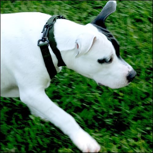 Country Brook Petz - Everyday Nylon Dog Collar for Large, Medium, and Small Dogs and Puppies - for Everyday Use in 30+ Colors (3XS, 3/8 Inch Wide, Green)