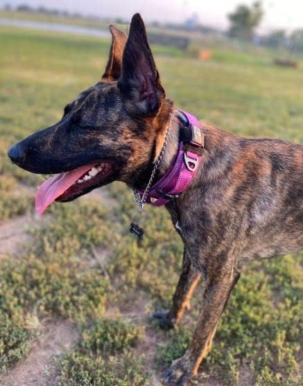 2-Inch Wide Tactical Dog Collar with Control Handle, Adjustable for Medium & Large Dogs, Military Style with Heavy-Duty Metal Buckle, USA Flag Patch & Customizable Name Plate, Training & Everyday Use