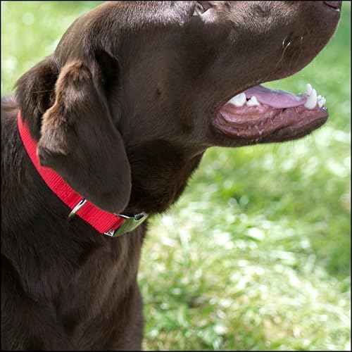Country Brook Petz - Premium Nylon Dog Collar with Metal Buckle for Small Medium Large Breeds - 30+ Colors (Large, 1 Inch, Bright Red)