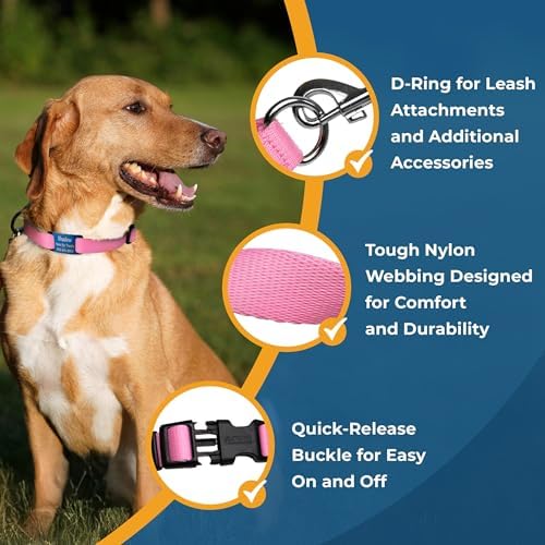 GoTags Reflective Dog Collar with Personalized Nameplate, Collar Tag Combo