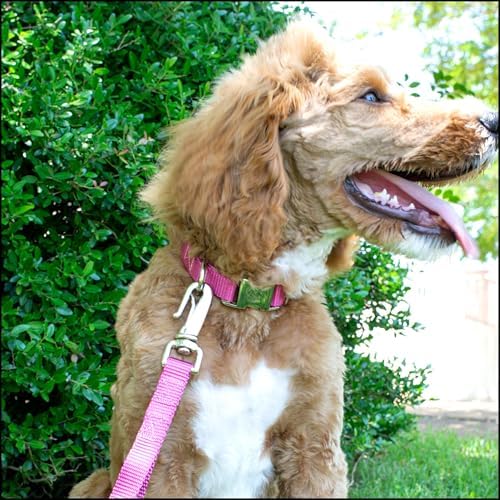 Country Brook Petz - Premium Nylon Dog Collar with Metal Buckle for Small Medium Large Breeds - 30+ Colors (Extra Large, 1 Inch, Rose)