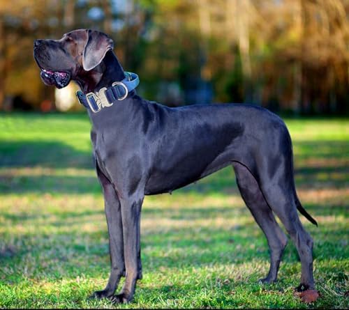 Thick Tactical Heavy Duty Dog Collar with Handle for Large Dogs (Blue)