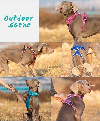 WINHYEPET True Love No Pull Dog Harness Extra Reflective Pet Harness for Small Medium Large Dogs Adjustbale for Running Walking Padded Soft Mesh Vest Easy Control TLH56512(Royal Blue,L)