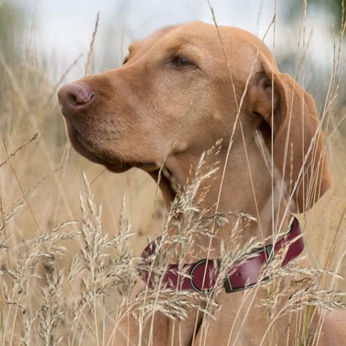 Dogline Biothane Waterproof Dog Collar Strong Coated Nylon Webbing with Black Hardware Odor- Proof for Easy Care Easy to Clean High Performance Fits Small Medium or Large Dogs, Merlot Burgundy