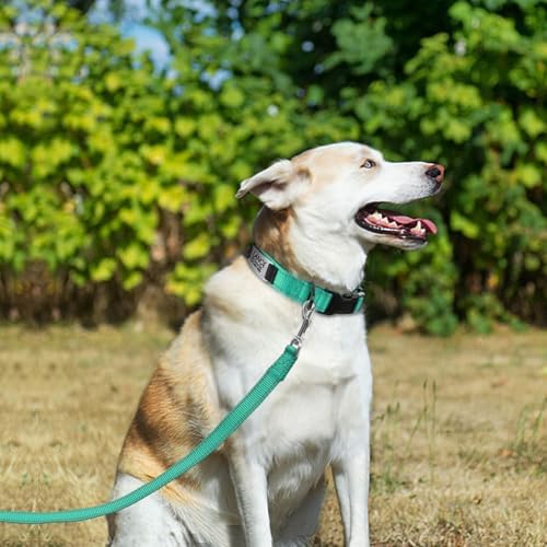 Joytale Personalized Dog Collar with Name Plate Built-in for XLarge Dogs