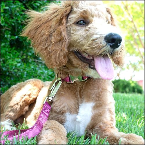 Country Brook Petz - Premium Nylon Dog Collar with Metal Buckle for Small Medium Large Breeds - 30+ Colors (Extra Large, 1 Inch, Rose)