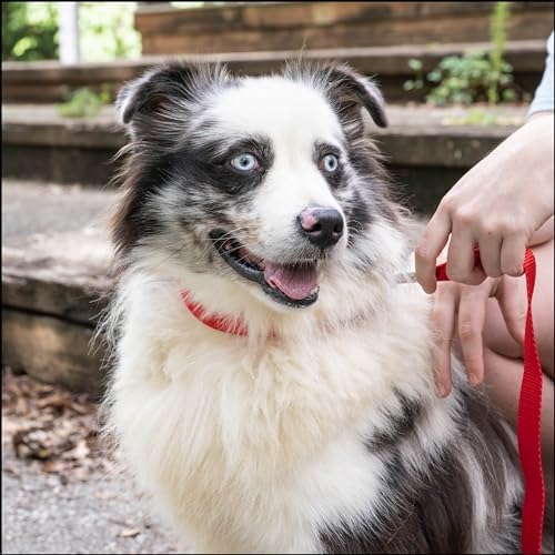 Country Brook Petz - Everyday Nylon Dog Collar for Large, Medium, and Small Dogs and Puppies - for Everyday Use in 30+ Colors (Extra Large, 1 Inch Wide, Bright Red)