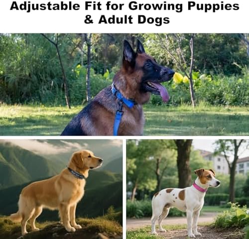 Personalized Dog Collar, Custom Embroidered Name & Phone Number