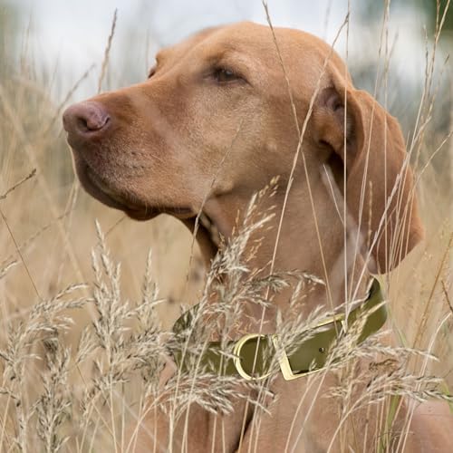 Viper Biothane Heavy Duty Waterproof Dog Collar Strong Coated Nylon Webbing w/Solid Brass Hardware Odor-Proof Easy to Clean High Performance Fits Small Medium or Large Dogs, Olive Drab Green