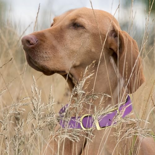 Viper Biothane Heavy Duty Waterproof Dog Collar Strong Coated Nylon Webbing w/Solid Brass Hardware Odor-Proof for Easy Care to Clean High Performance Fits Small Medium or Large Dogs, Amethyst Purple