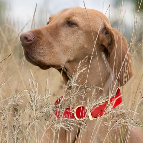 Viper Biothane Heavy Duty Waterproof Dog Collar Strong Coated Nylon Webbing w/Solid Brass Hardware Odor-Proof Easy to Clean High Performance Fits Small Medium or Large Dogs, Cherry Red