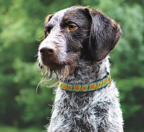 Up Country Bright Sunflower Dog Collar, Medium (12 to 18 inches) 1 inch Wide Width