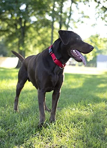 Martingale Dog Collar - Heavy Duty Nylon Adjustable Martingale Dog Collar with Plastic Buckle for Small Medium Large Breeds - 30+ Colors (3/4 Inch, Small, Red)