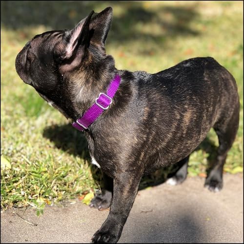 Country Brook Petz - Premium Nylon Dog Collar with Metal Buckle for Small Medium Large Breeds - 30+ Colors (Medium, 3/4 Inch, Purple)