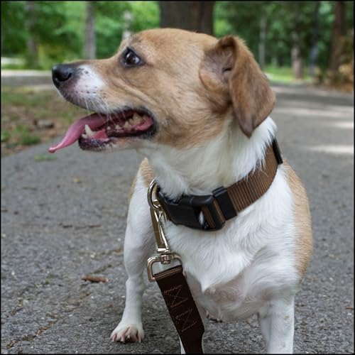 Country Brook Petz - Everyday Nylon Dog Collar for Large, Medium, and Small Dogs and Puppies - for Everyday Use in 30+ Colors (Large, 1 Inch Wide, Brown)