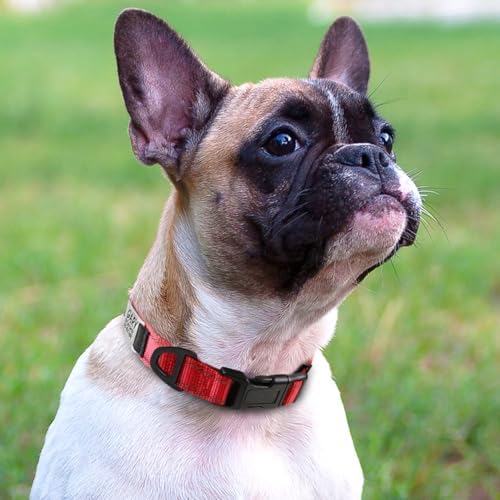 Joytale Personalized Dog Collar with Name Plate Built-in for Small Dogs