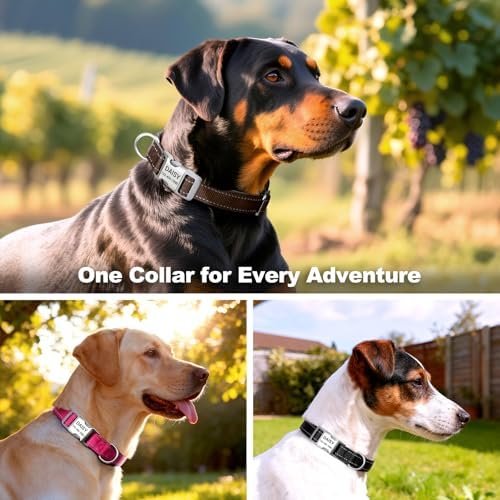 Personalized Dog Collars, Custom Laser Engraved Name & Phone Number