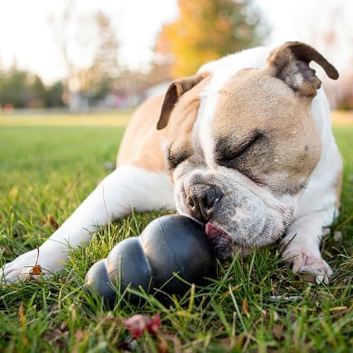 KONG Extreme Dog Toy, Durable Natural Rubber Chew, for Small Dogs